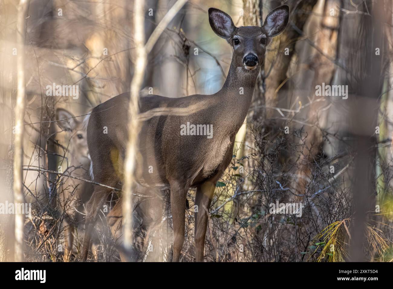 Im Don Carter State Park am Chattahoochee River und am Lake Lanier in Gainesville, Georgia, verstecken sich Hirsche und Rehkitze. (USA) Stockfoto