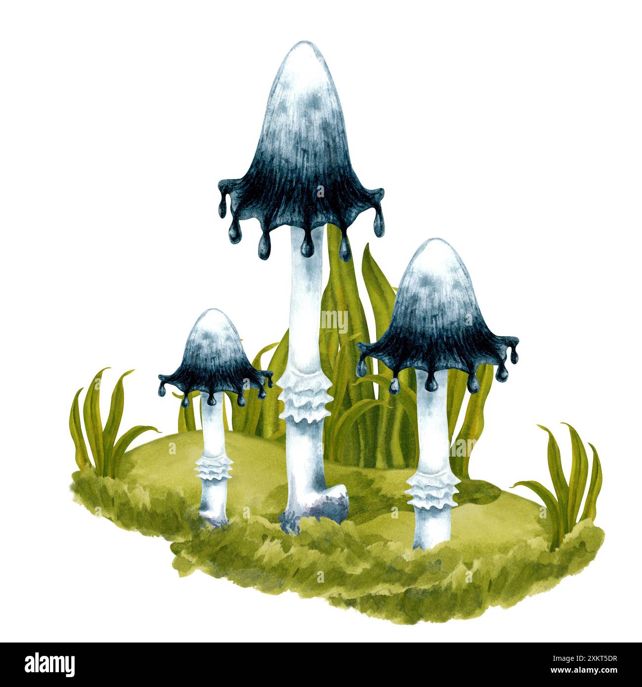 Schwarz-weiß giftige Wasserfarben-Toadhools in grünem Gras auf einem Rasen im Wald. Botanische Illustration isoliert auf weißem Hintergrund für Hallow Stockfoto