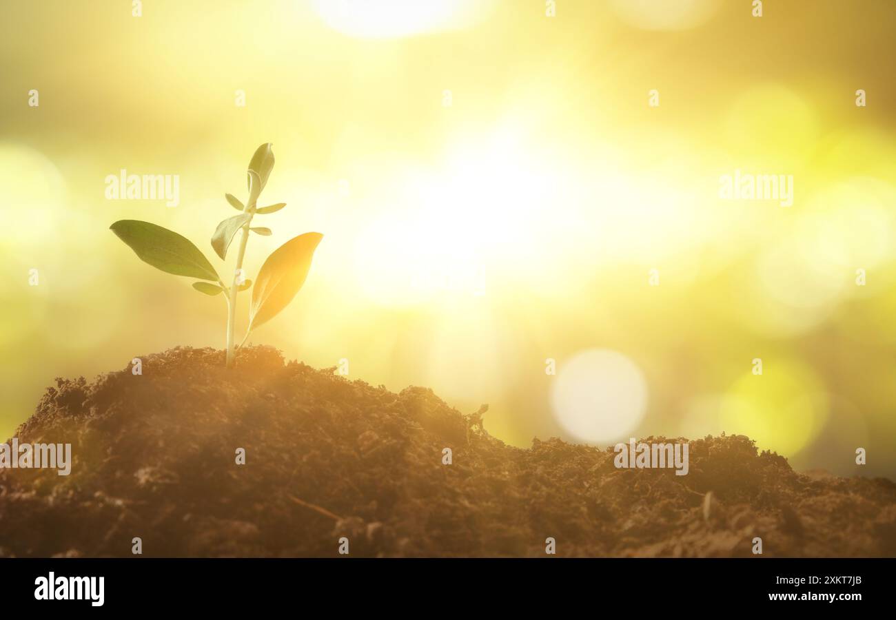 Geburt des organischen Lebens mit wenig Pflanze, die auf einem Berg wächst und sonnigem Naturhintergrund mit Bokeh. Stockfoto