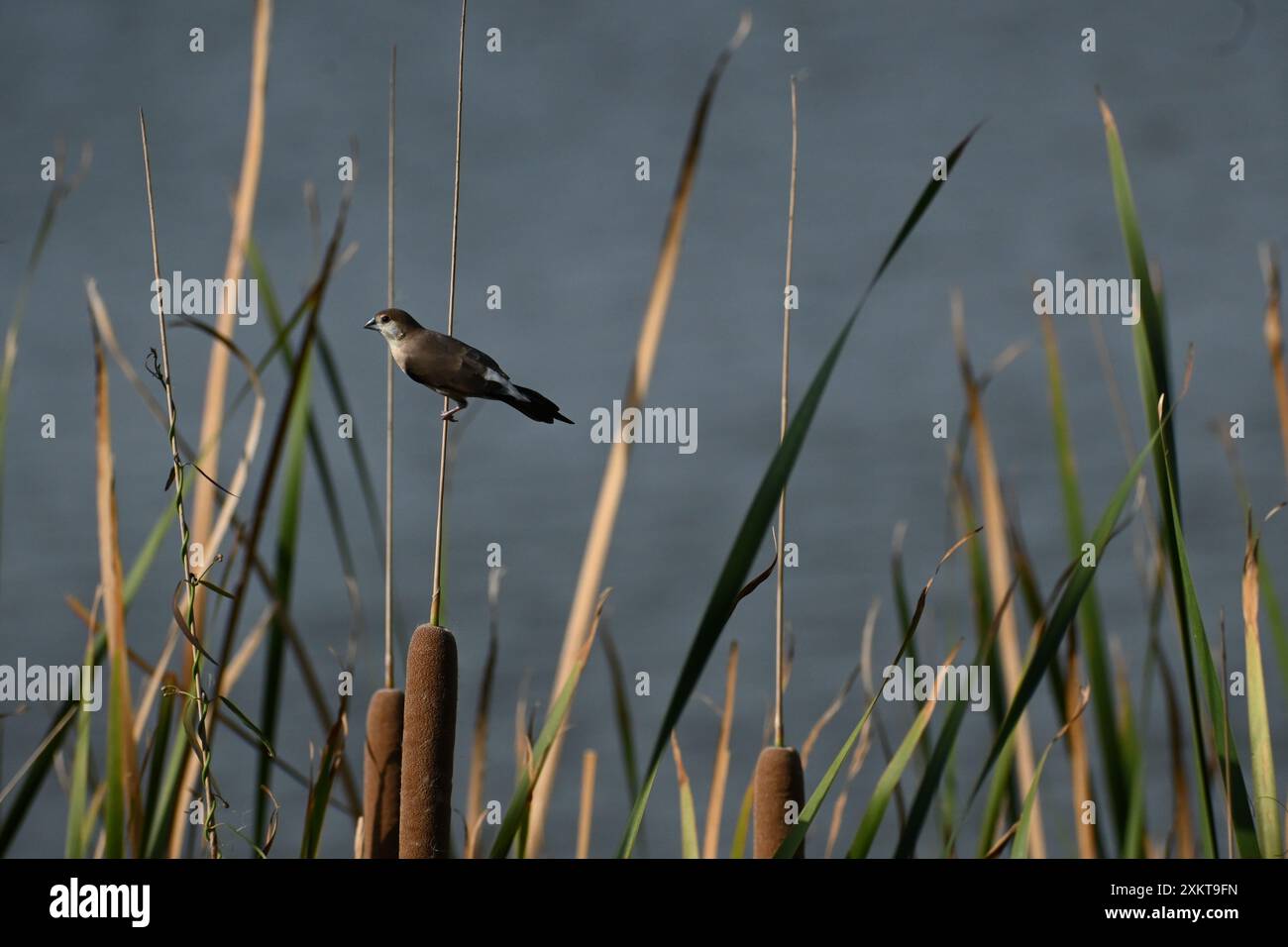 Ein wunderschöner indischer Silberschnabel steht auf einem Klinge eines hohen Grases in der Nähe eines Sees Stockfoto