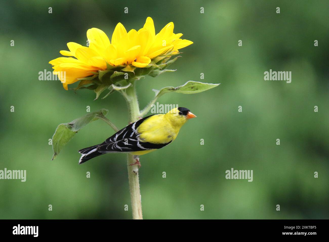 Ein lebhafter männlicher amerikanischer Goldfink Carduelis tristis, der im Sommer auf einer Sonnenblume thront Stockfoto