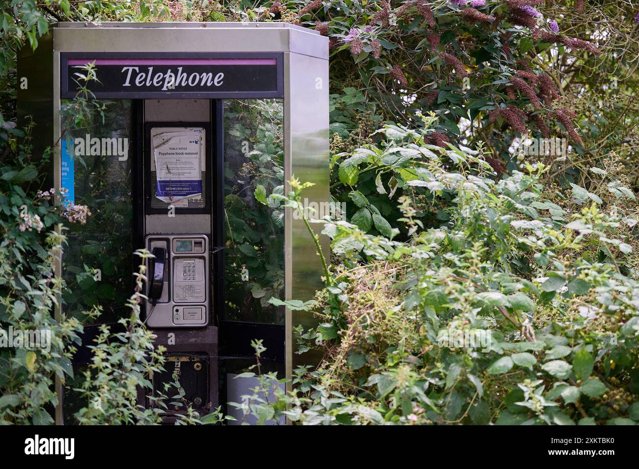 21. juli 2024: Husborne Crawley uk: Unbrauchbarer öffentlicher Telefonkasten aus Metall, umgeben von bewachsenen Hecken und Unkraut Stockfoto