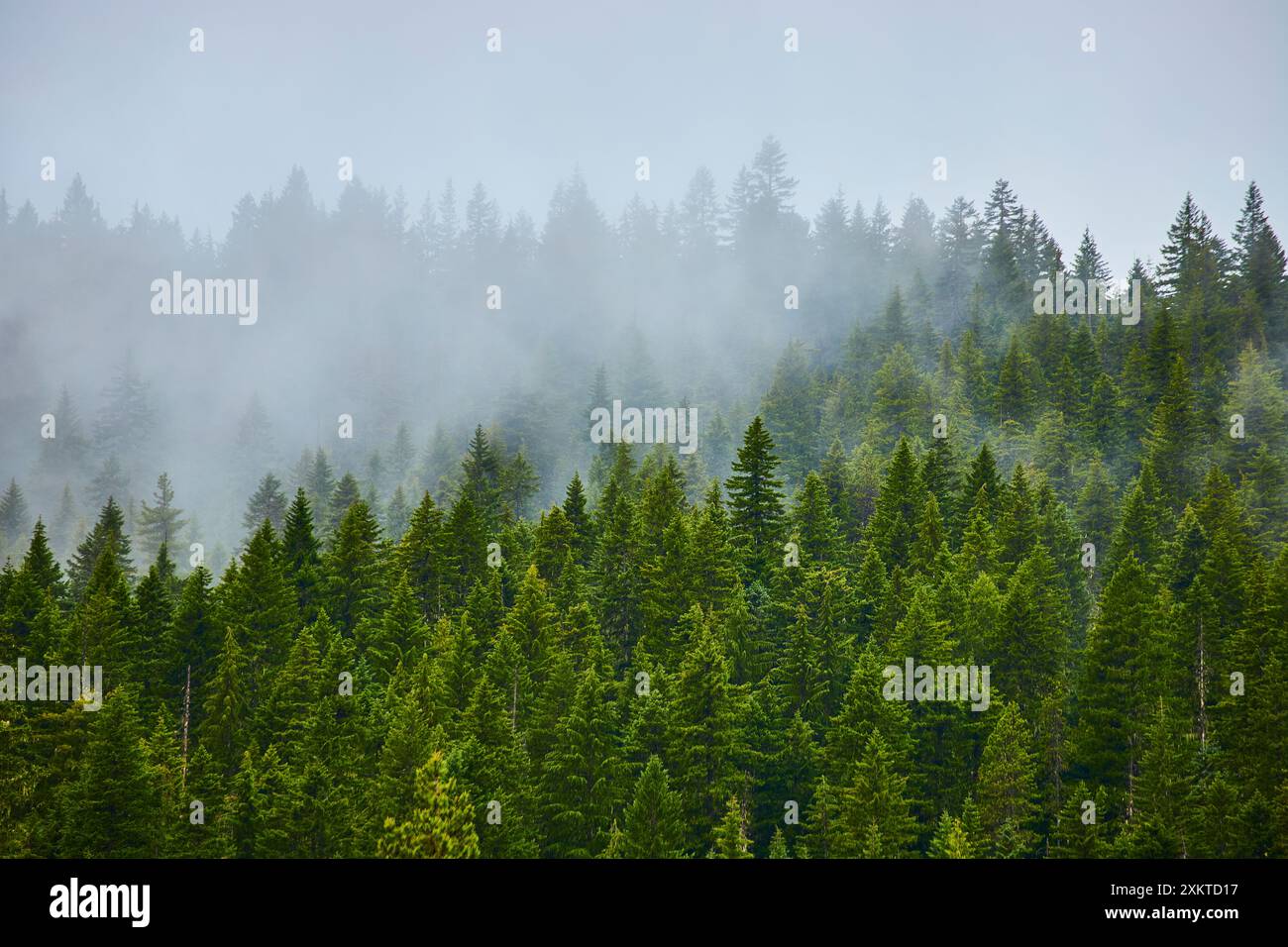 Nebelwald am frühen Morgen von erhöhter Aussicht Stockfoto