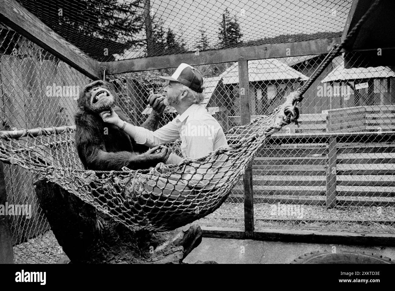 1985 Smokin’ Sam ist ein Schimpanse im West Coast Game Park bei Bandon Oregon. Gelegentlich hängt er gerne mit dem Besitzer des Reservats zusammen Stockfoto