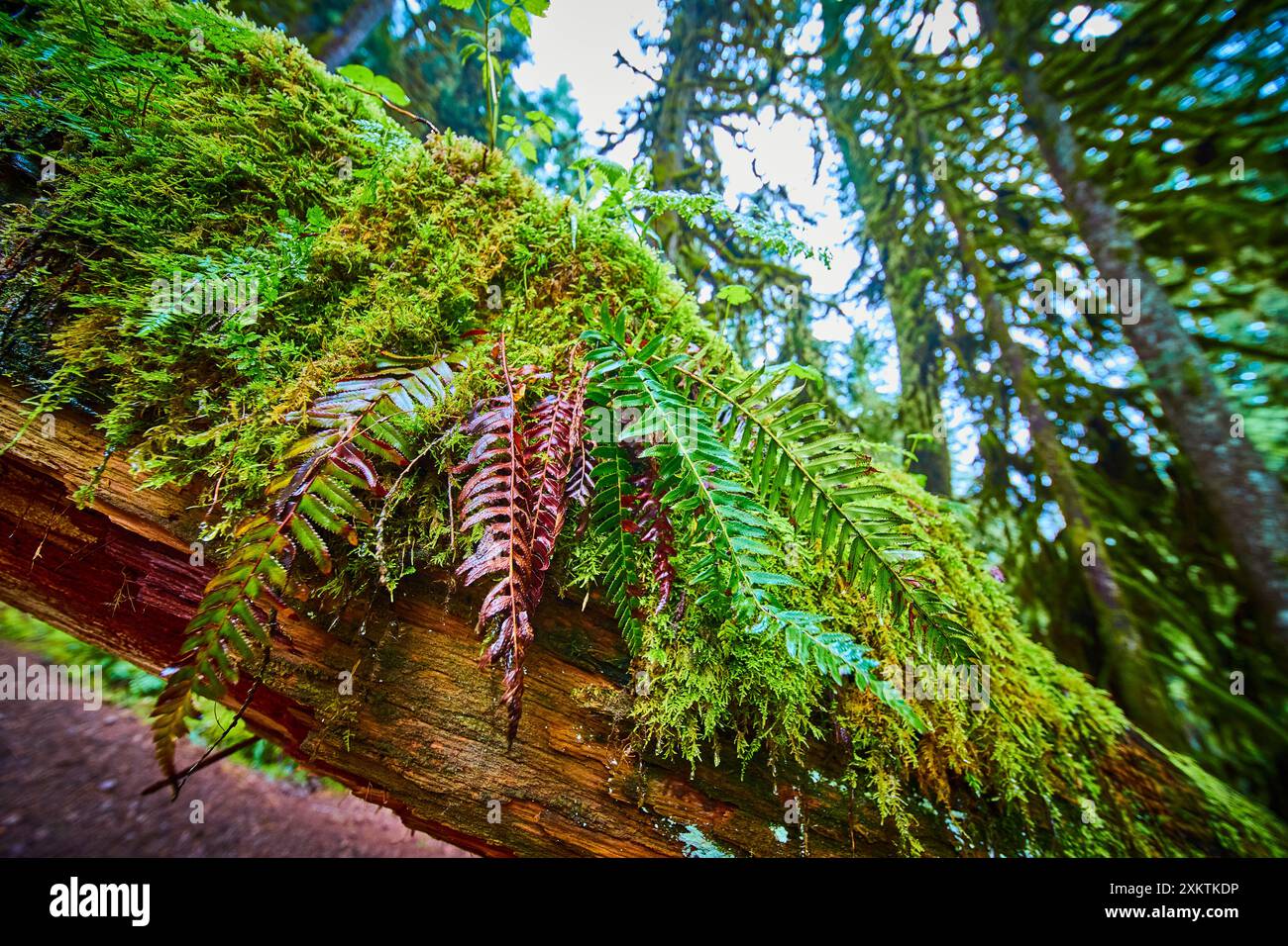 Moosbedeckter gefallener Baum mit Ferns im üppigen Regenwald aus nächster Nähe Stockfoto
