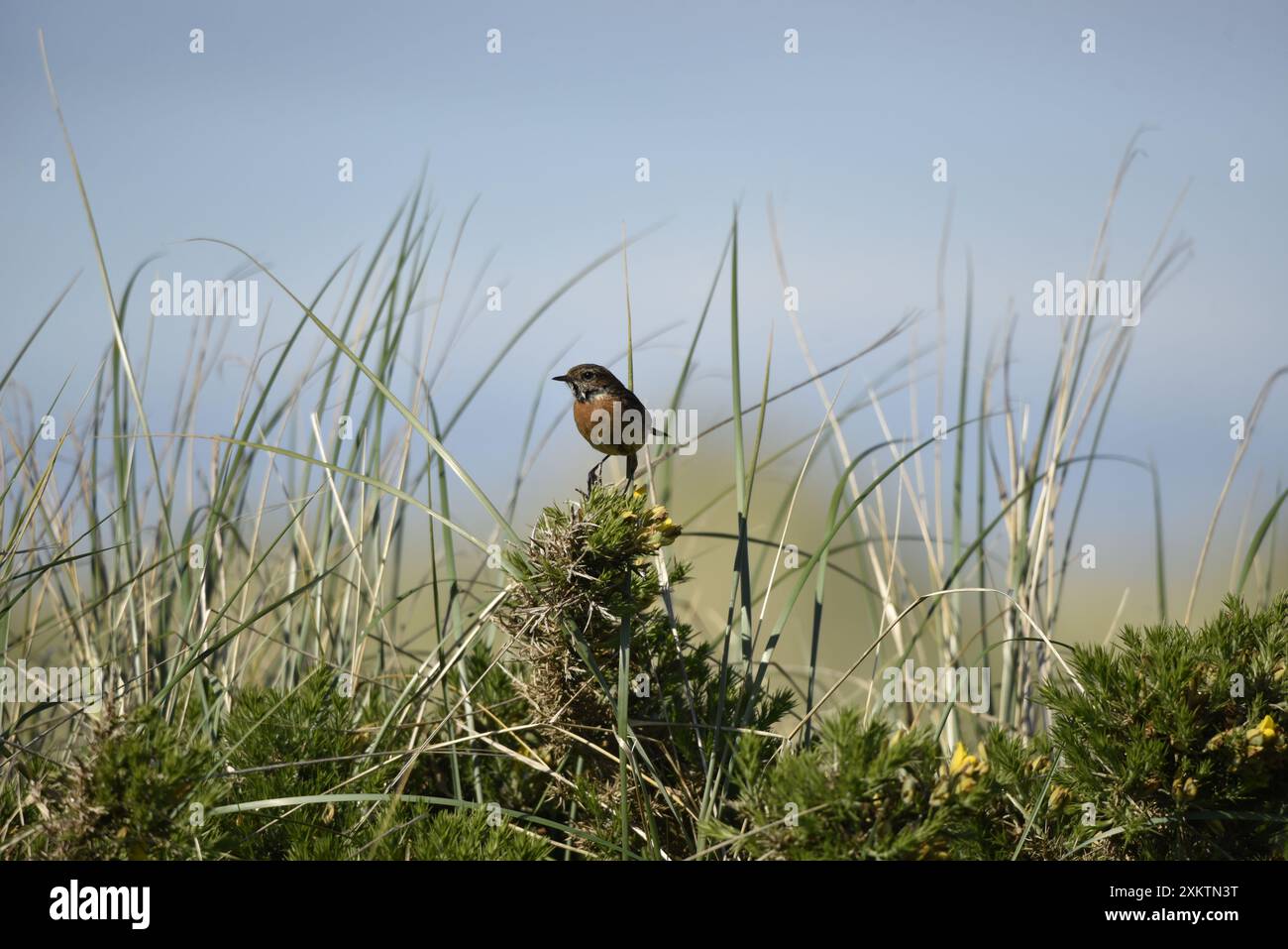 Männlicher eurasischer Stonechat (Saxicola torquata), der auf dem Scrub im linken Profil thront, mit sonnendurchflutetem Auge und Sanddünen Hintergrund, aufgenommen in Großbritannien im Mai Stockfoto