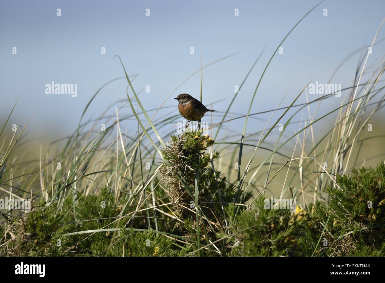 Männlicher Eurasischer Stonechat (Saxicola torquata), der auf der Spitze des Scrub vor den Sanddünen steht, links auf der Isle of man, Großbritannien, im Mai eingenommen Stockfoto