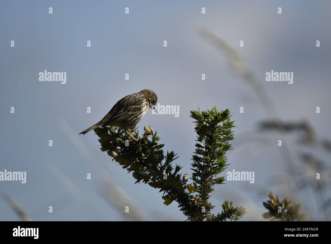 Wiese Pipit (Anthus pratensis) oben auf Gorse, rechts auf, auf Augenhöhe, links vom Bild, aufgenommen auf der Isle of man, Großbritannien Stockfoto