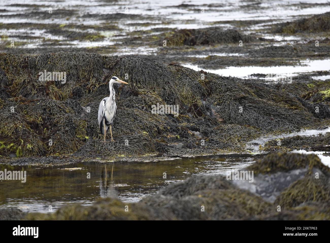 Graureiher (Ardea cinerea) blickt vom Rand eines großen Felsenpools aus auf die Kamera, links vom Bild, reflektiert im Wasser unter der Insel man Stockfoto