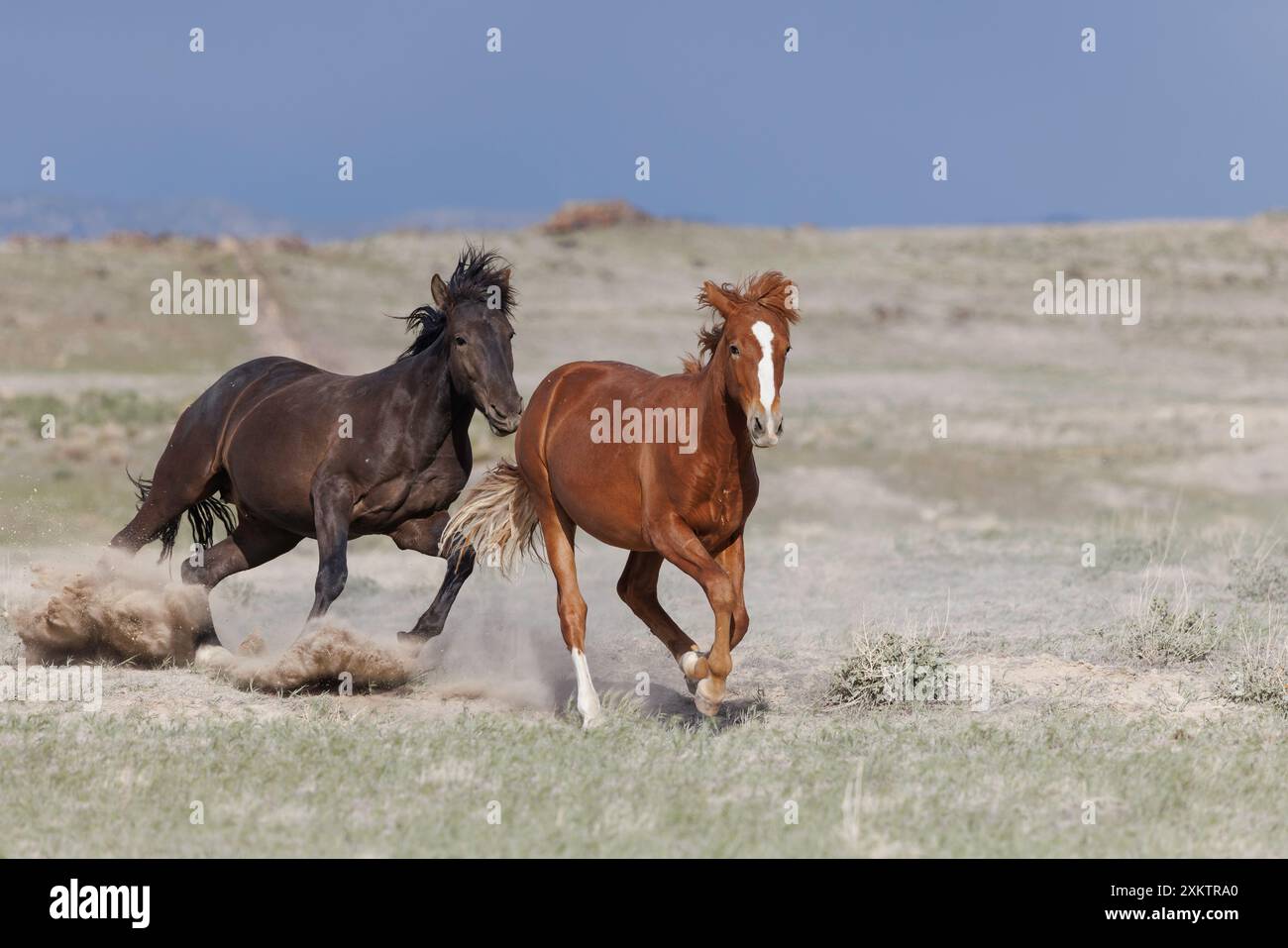 Die Wildpferdeherde des Onaqui Mountain hat eine leichte bis mittelschwere Struktur und ist in Farben wie Sauerampfer, roan, Buchleder, Schwarz, Palomino, und grau. Stockfoto