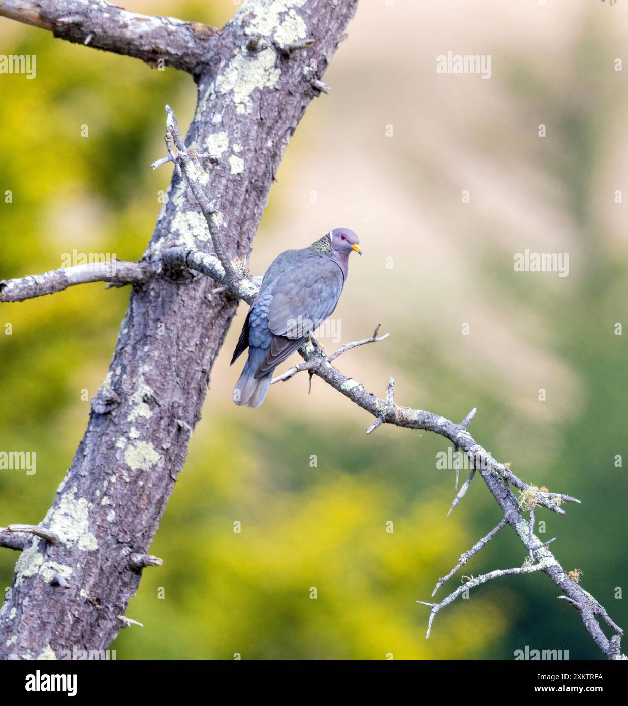 Band Schwanztaubenpaar in Pine Tree Stockfoto