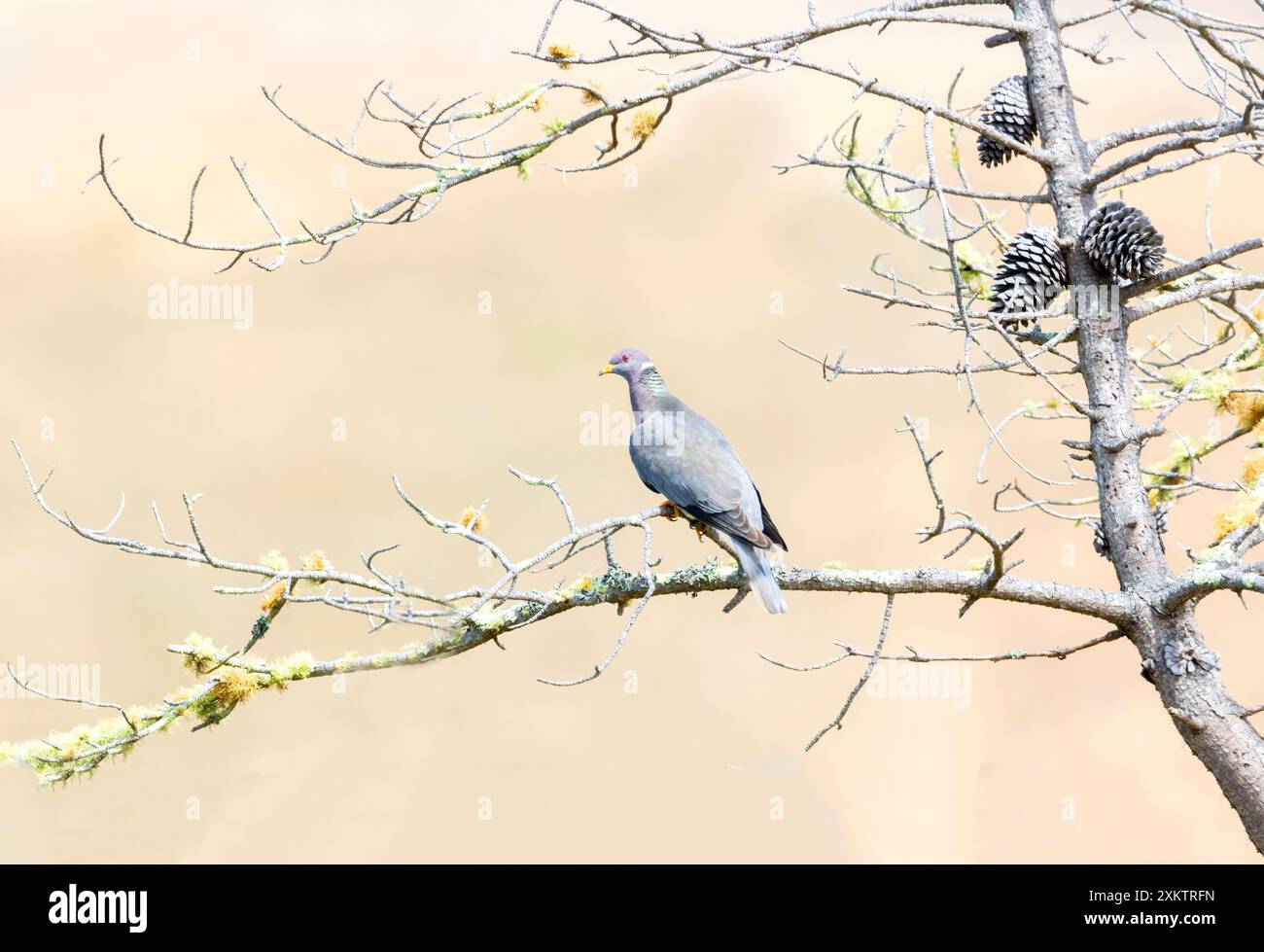 Band Schwanztaubenpaar in Pine Tree Stockfoto