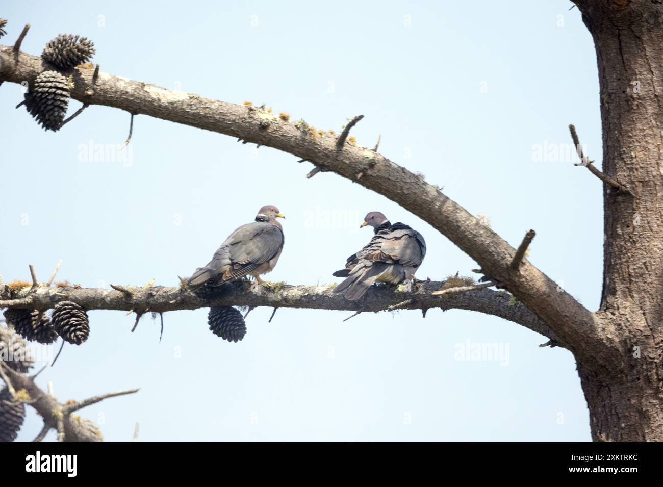 Band Schwanztaubenpaar in Pine Tree Stockfoto