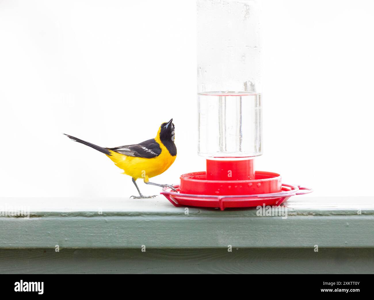 Mit Kapuze Oriole männlich im Hummingbird Feeder Stockfoto