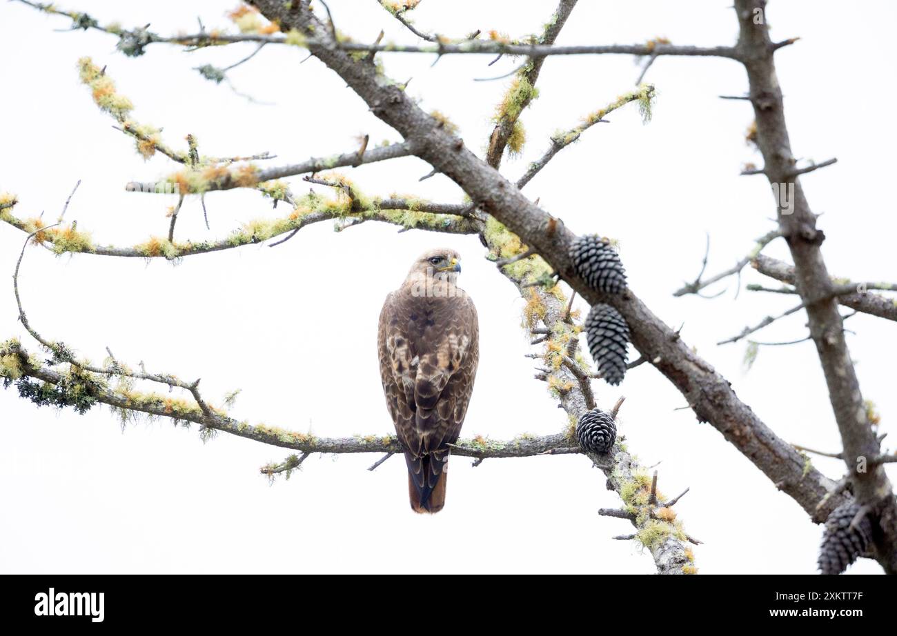 Red tailed Hawk thront im Baum Stockfoto
