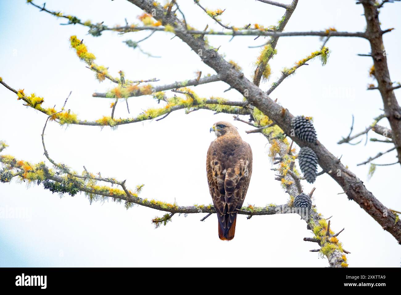 Red tailed Hawk thront im Baum Stockfoto