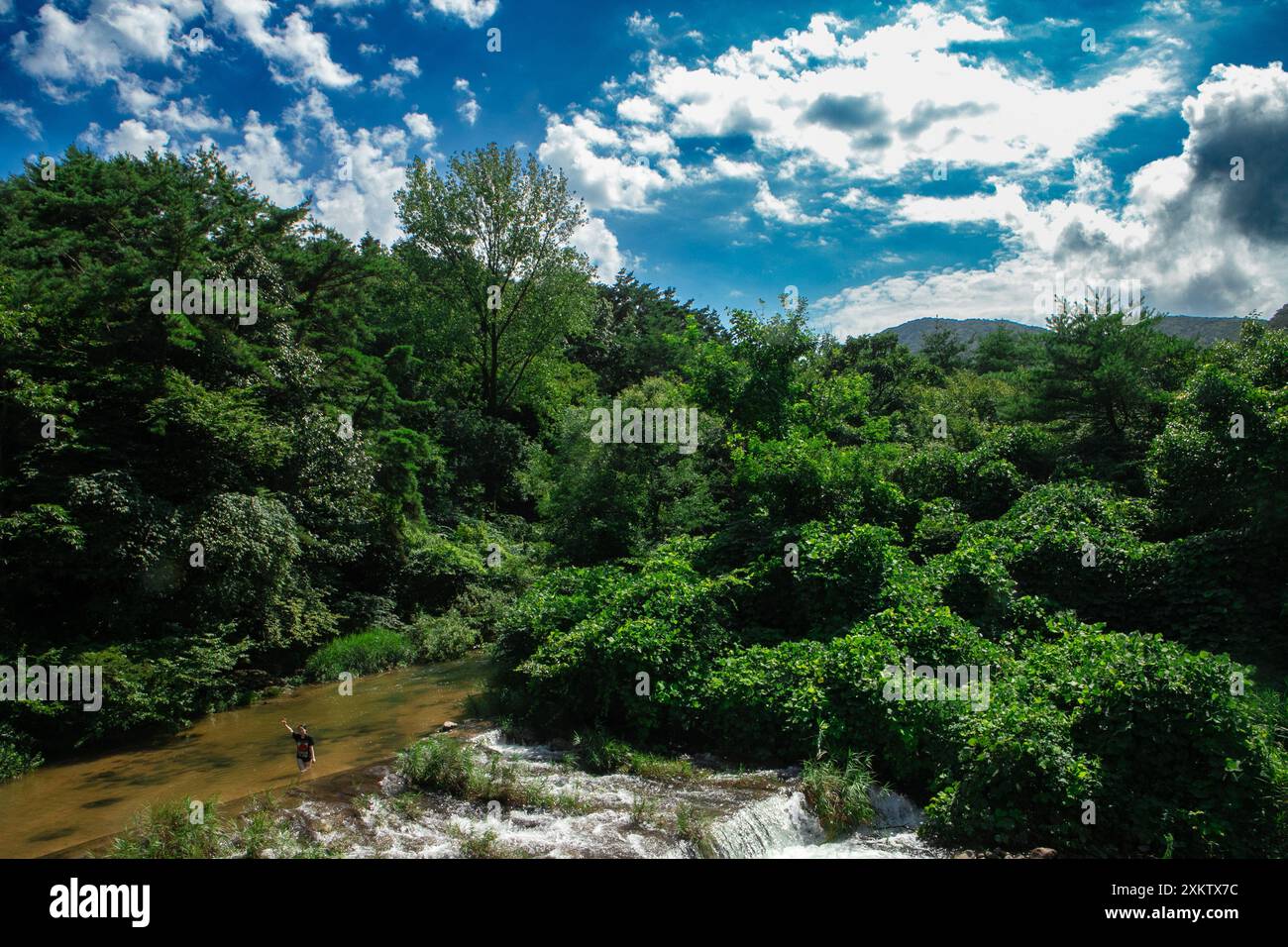 Fluss in einem Wald Stockfoto