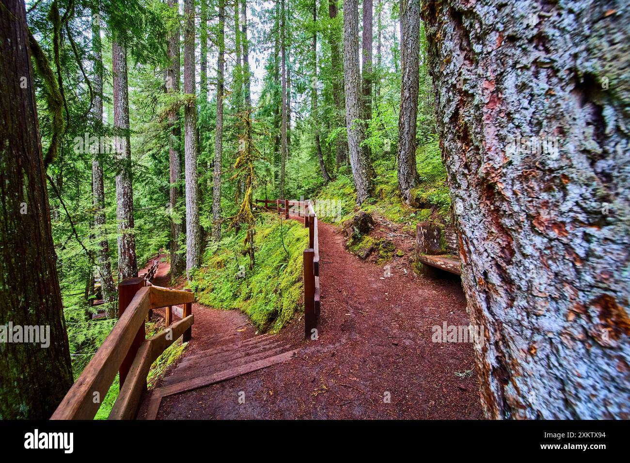 Lush Woodland Trail mit Holzzaun und Mossy Trees auf Augenhöhe Stockfoto