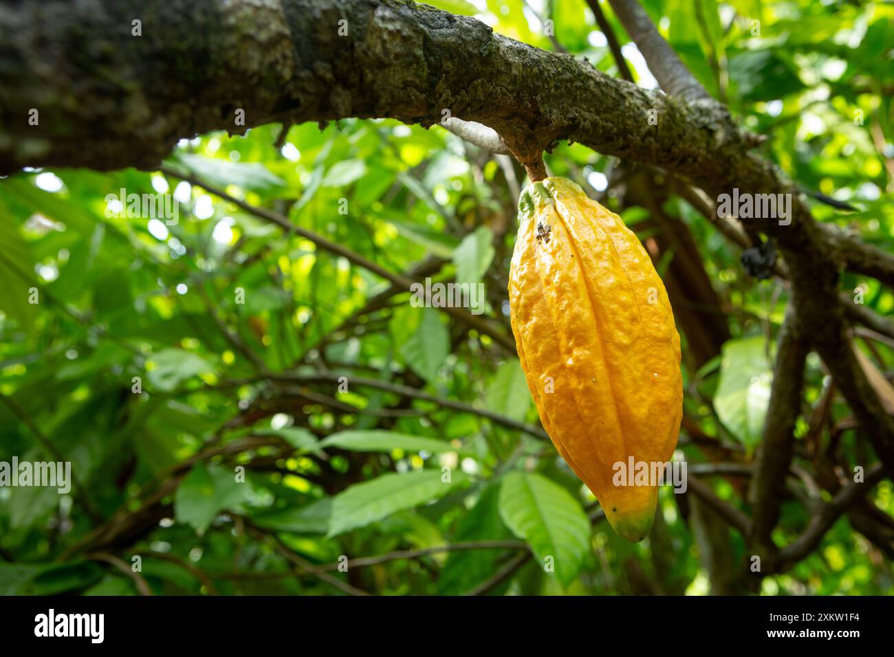 Wunderschöne frische Kakaofrüchte auf dem Baum auf der Schokoladenfarm im amazonas-Regenwald, Brasilien. Konzept von Superfood, Natur, Ökologie, Umwelt. Stockfoto