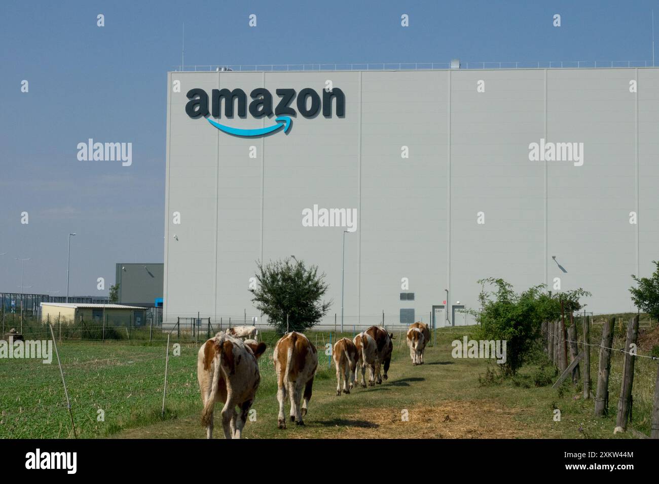 Kühe, die auf einem unbefestigten Weg in der Nähe eines Amazon-Vertriebszentrums in einer ländlichen Gegend mit grünen Feldern und Bäumen spazieren Stockfoto