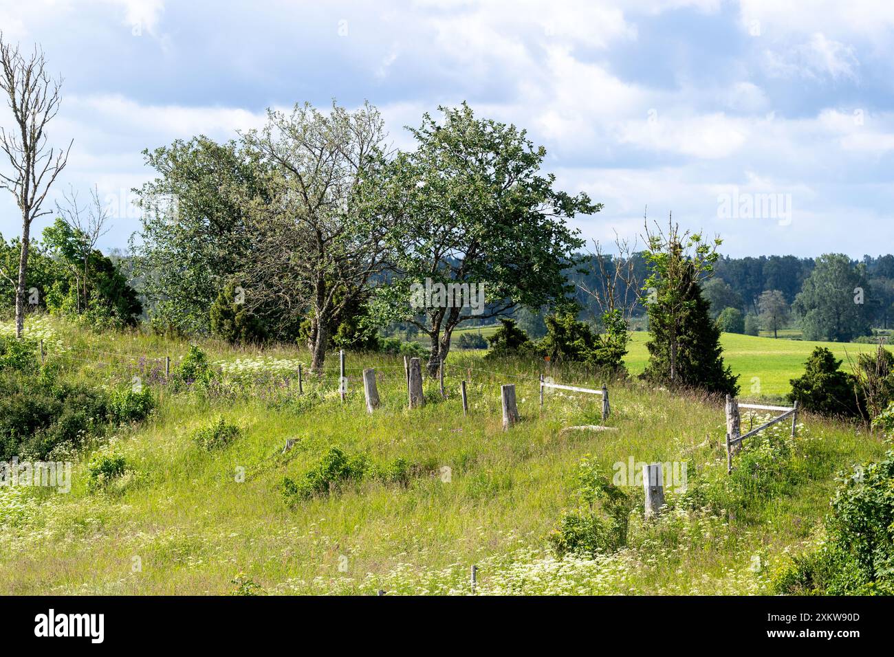 Landschaftliches Weideland mit Gras und Sommerblumen ohne Menschen Stockfoto