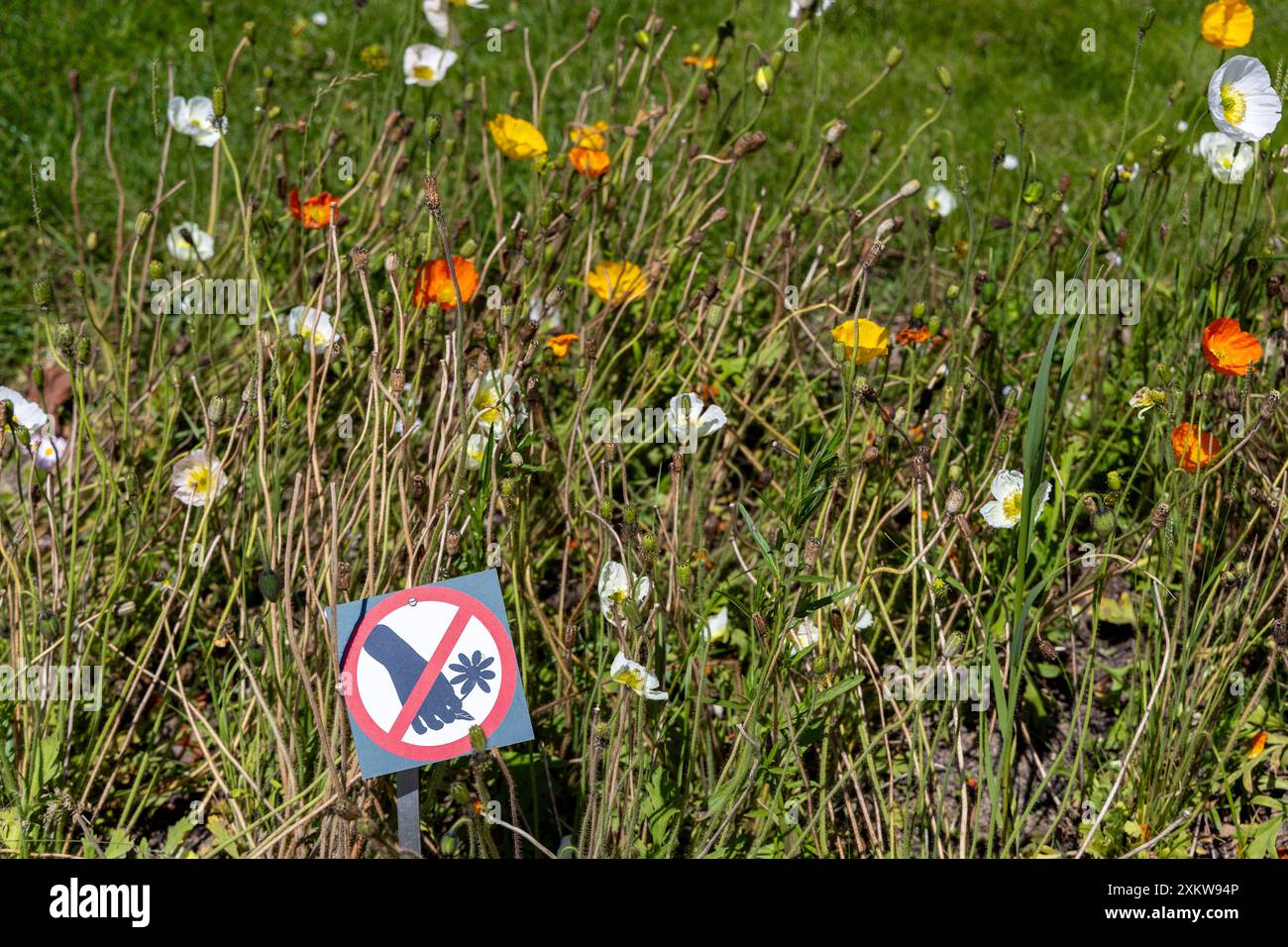 Bestäubungsblumen ohne Pflückzeichen Stockfoto