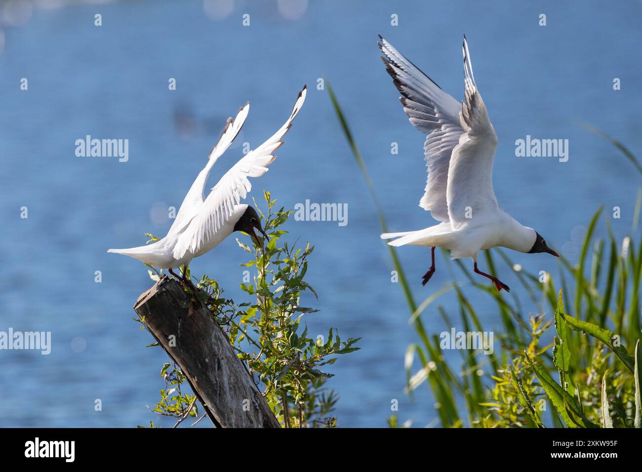 Schwarzköpfige Möwe auf Holzpfahl mit erhobenen Flügeln, die den rivalisierenden Vogel verjagen Stockfoto