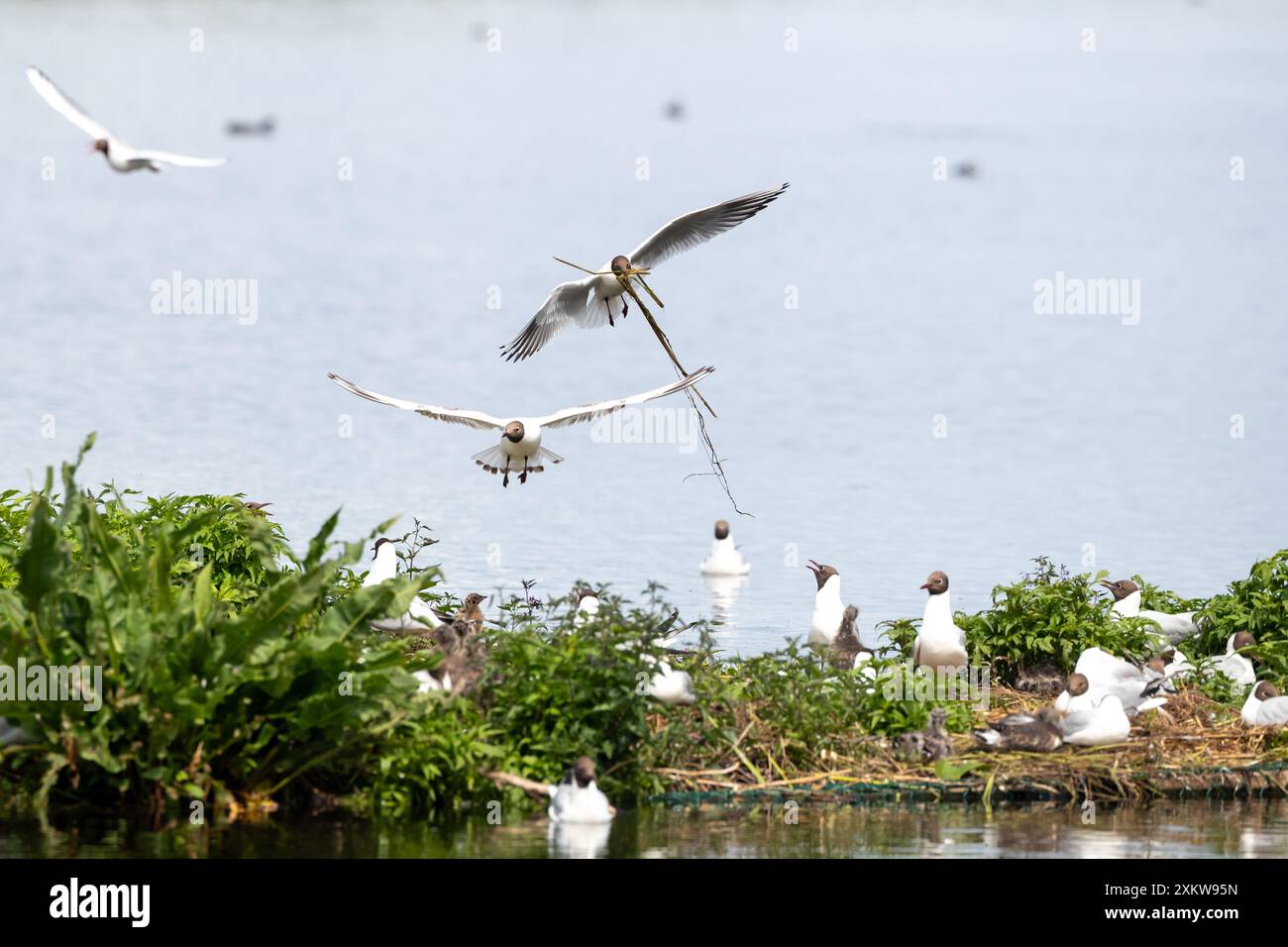 Schwarzköpfige Möwen fliegen über Vogelkolonie mit Nistmaterial im Mund. Stockfoto