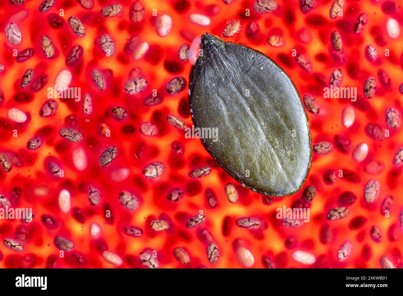 Zahlreiche Chiasamen, die in einer roten, flüssigen Umgebung hydriert wurden, verstreut. Oben ein getrockneter grüner Samen. Stockfoto