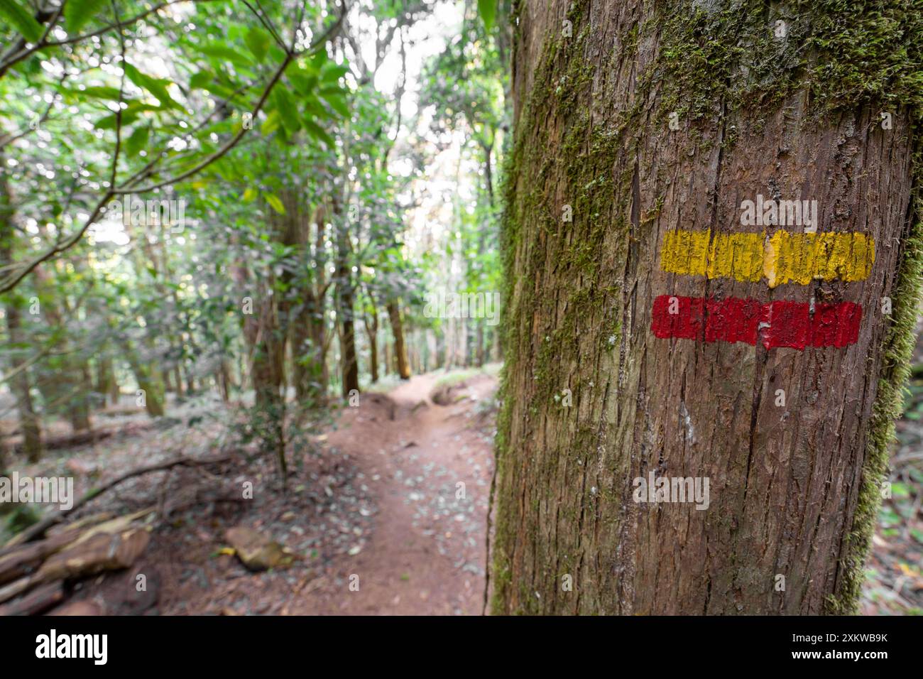 Fußgängerbeschilderung für den rechten Weg mit zwei roten und gelben horizontalen Linien auf Bäumen. Wald der Stille in Sintra. Stockfoto