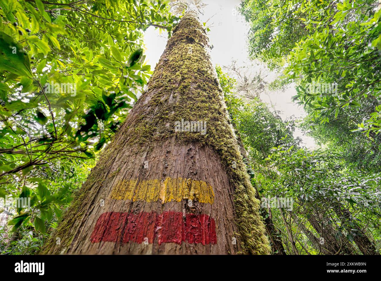 Fußgängerbeschilderung für den rechten Weg mit zwei roten und gelben horizontalen Linien auf Bäumen. Wald der Stille in Sintra. Stockfoto