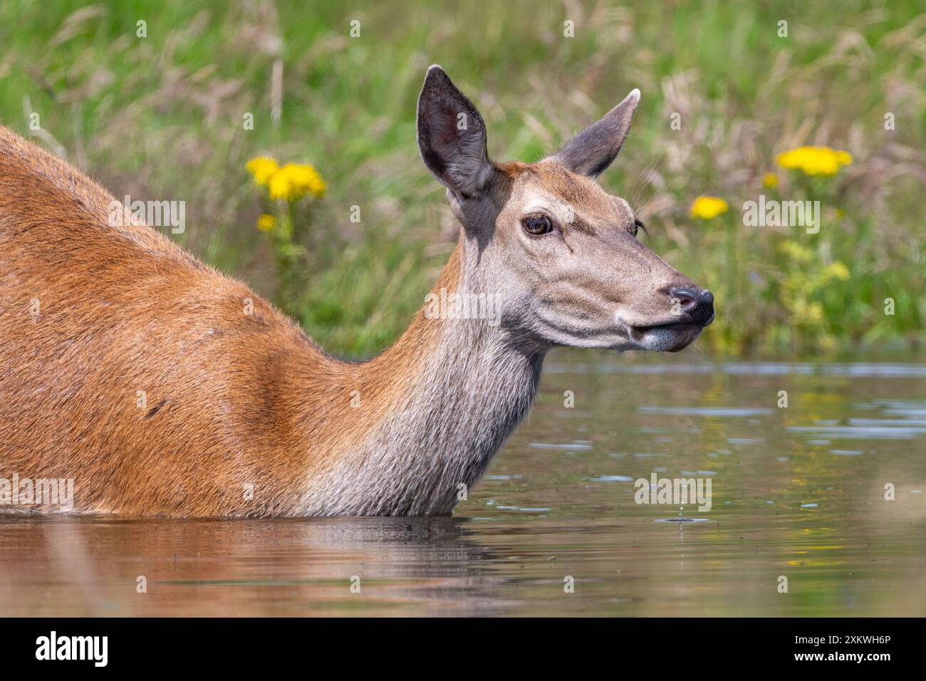 Weibliche Rotwild, die sich in einem Teich abkühlen Stockfoto