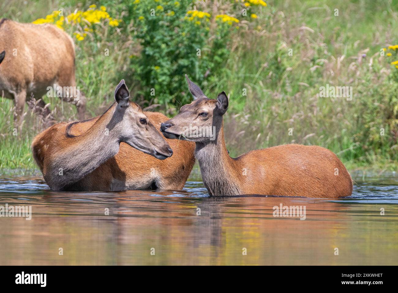 Weibliche Rotwild, die sich in einem Teich abkühlen Stockfoto