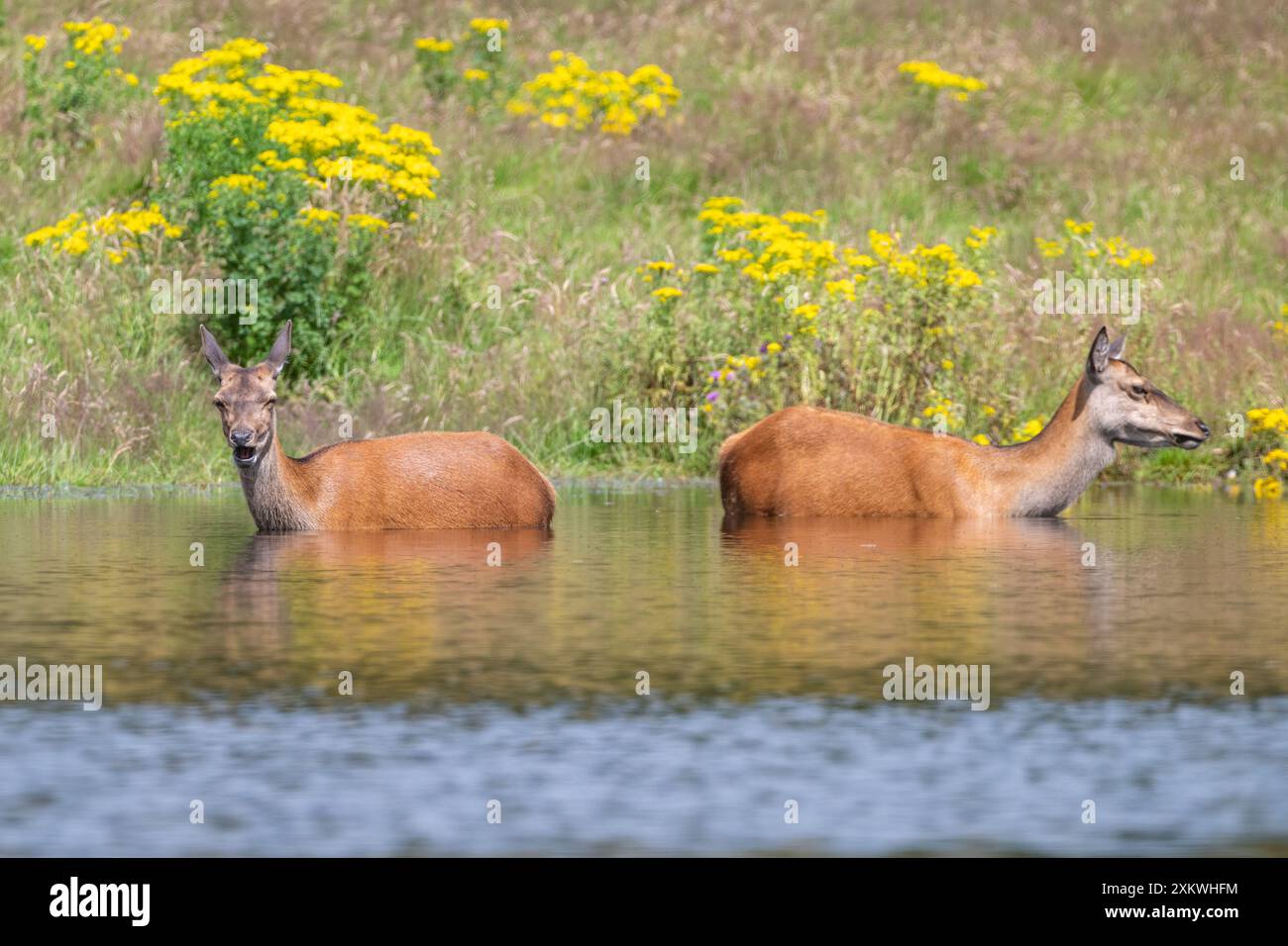 Weibliche Rotwild, die sich in einem Teich abkühlen Stockfoto