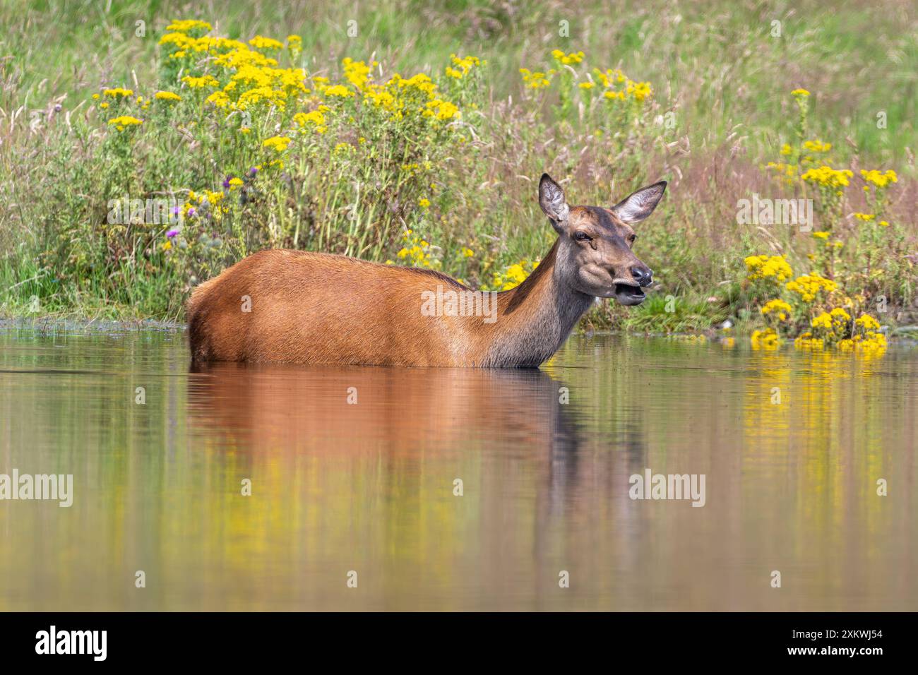 Weibliche Rotwild, die sich in einem Teich abkühlen Stockfoto