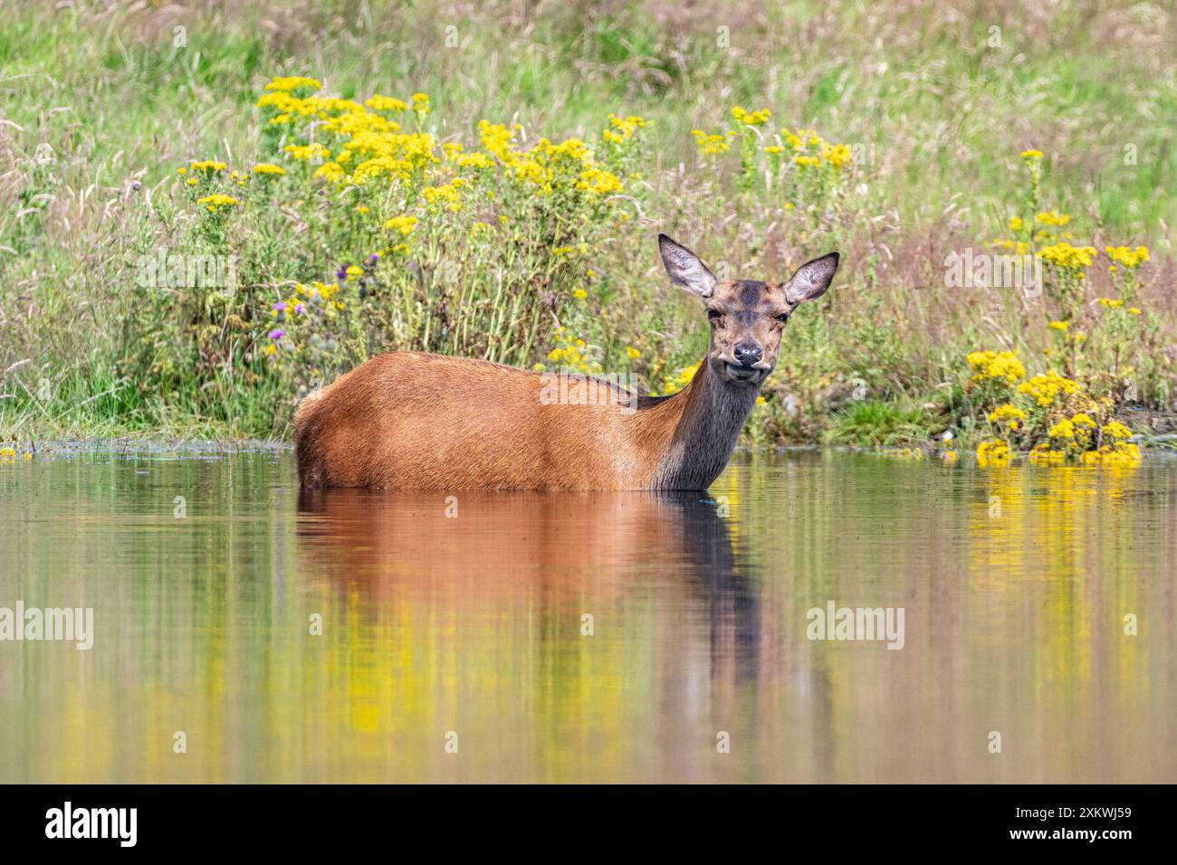 Weibliche Rotwild, die sich in einem Teich abkühlen Stockfoto