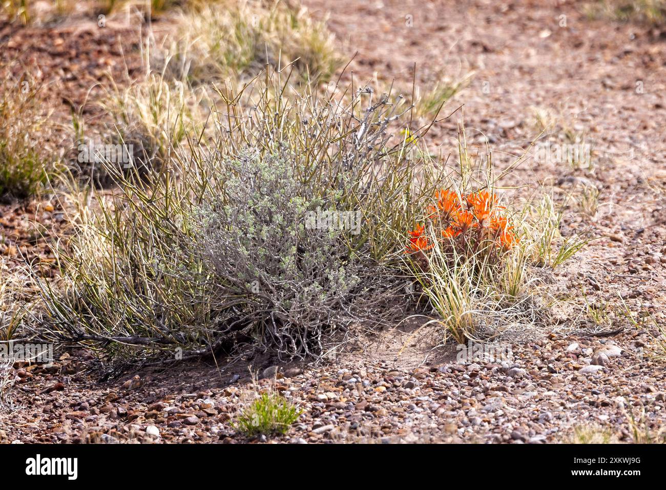 Rote indische Pinselblüten wachsen unter Wüstensträuchern im Petrified Forest National Park, Arizona, USA Stockfoto