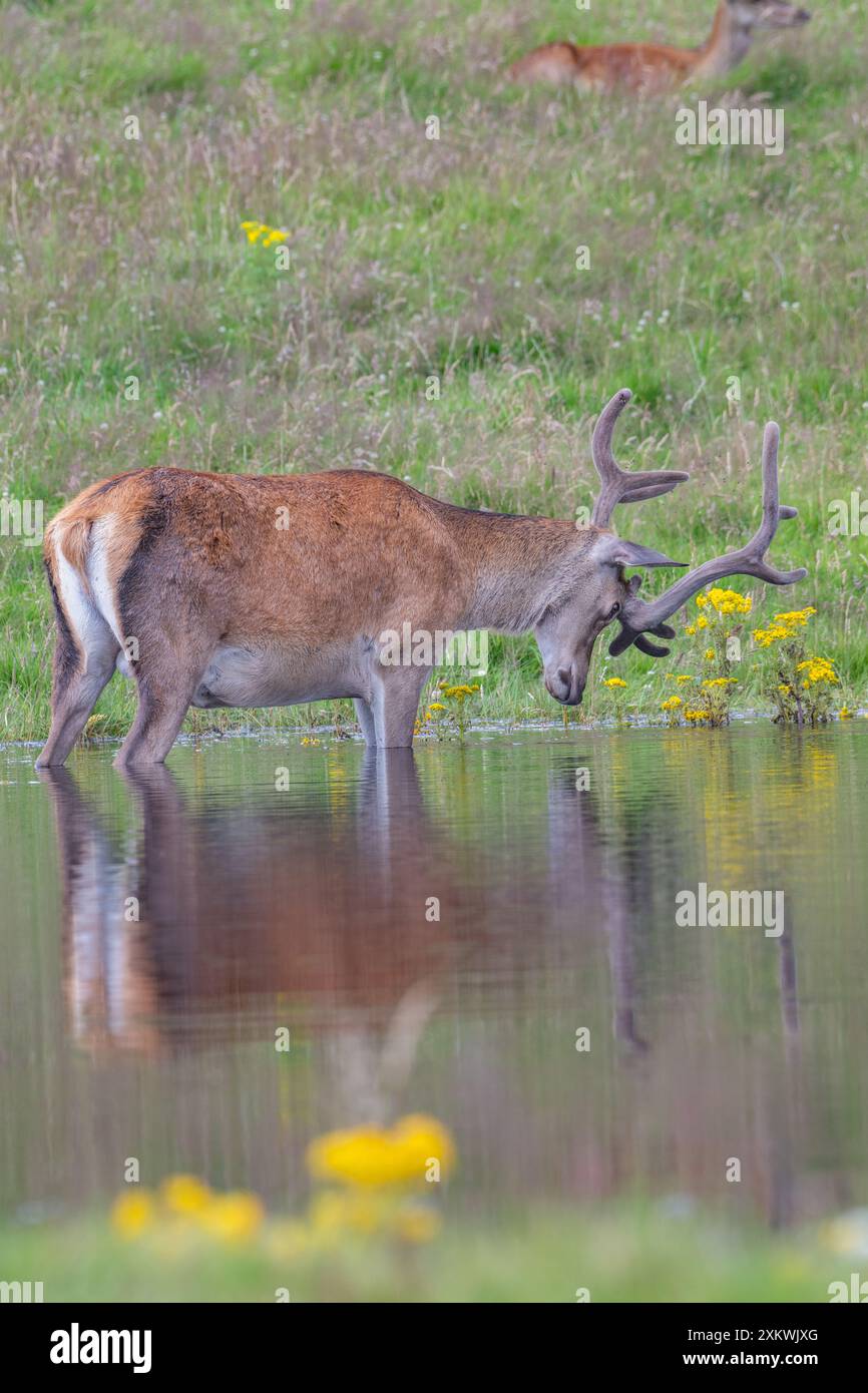 Rothirsch (Cervus elaphus), im Wasser stehend, mit Reflexionen Huntly, Aberdeenshire, Schottland, UK Stockfoto