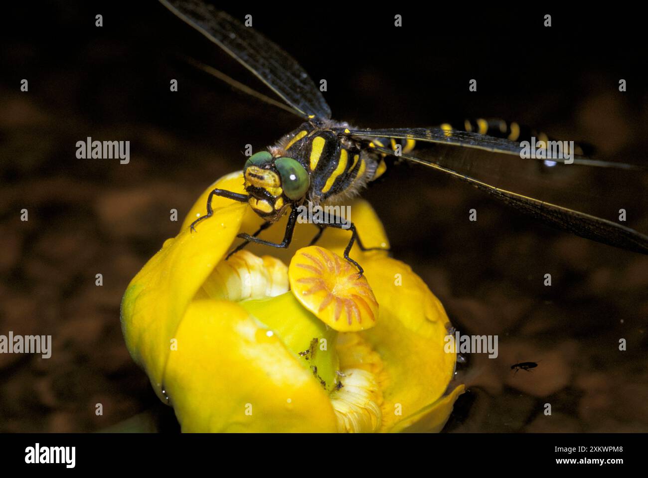 Golden beringt Libelle Stockfoto