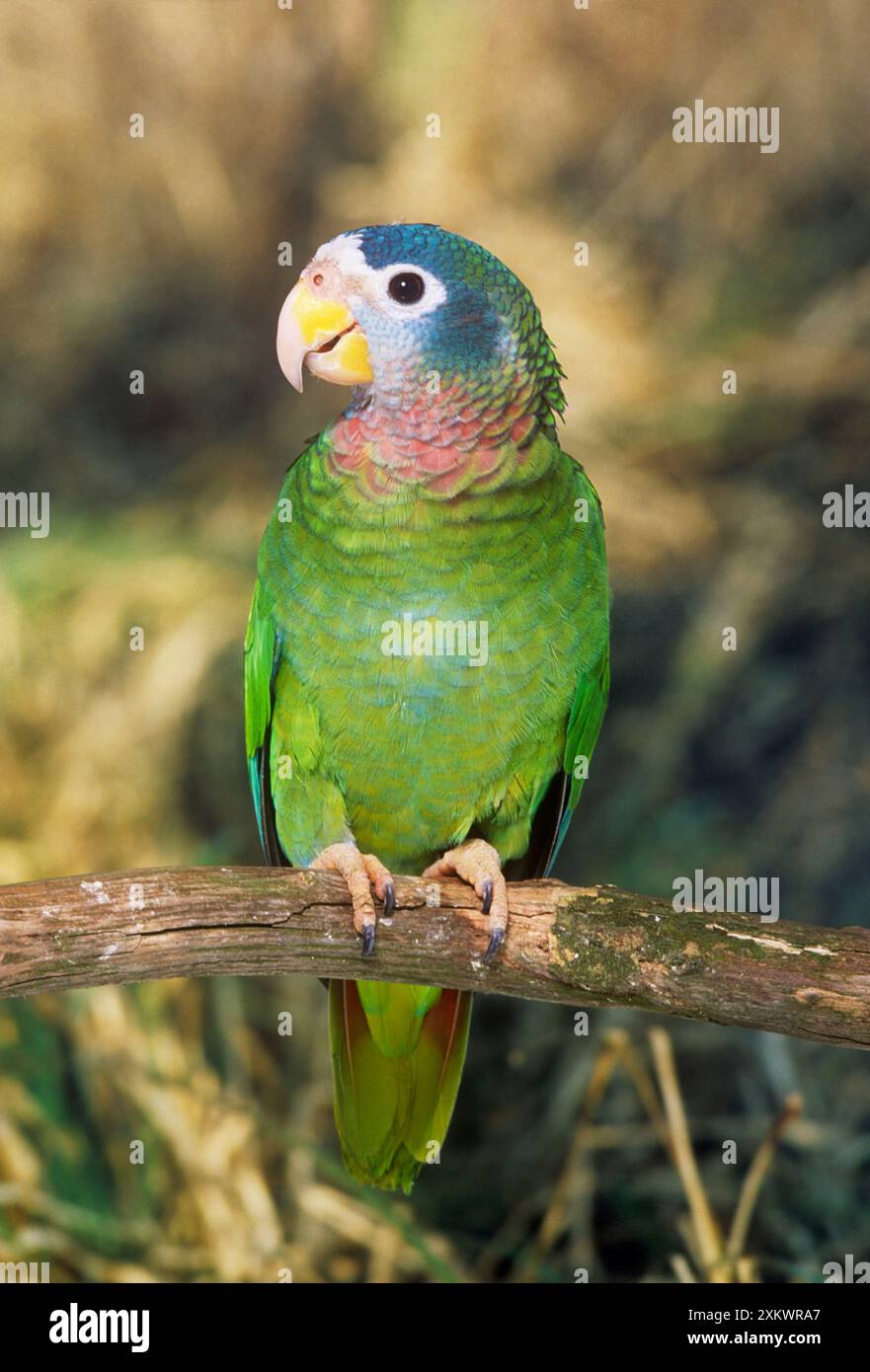 Amazonas-Parrot mit Gelbschnabel - hoch auf branchÊ Stockfoto