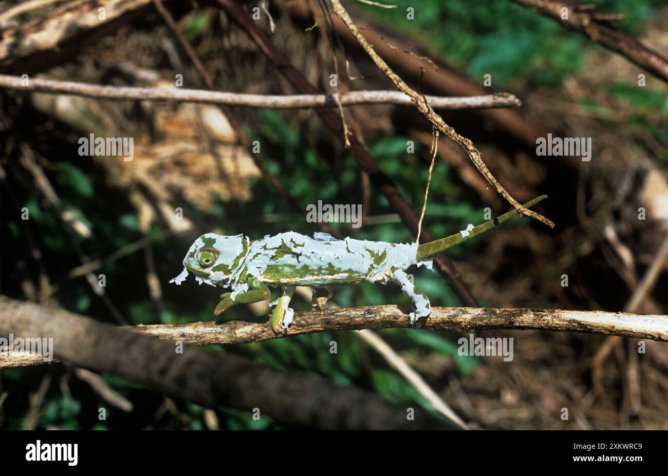 Chamäleon mit Lappenhals - skinÊ abwerfen Stockfoto