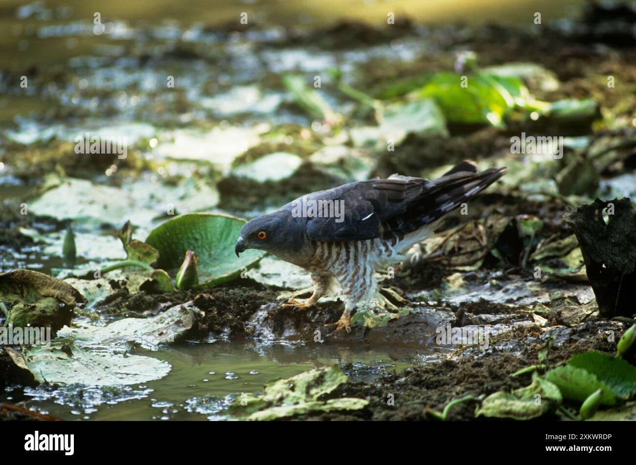 Afrikanischer Baza / Kuckuckhawk / Kuckuckfalke Stockfoto