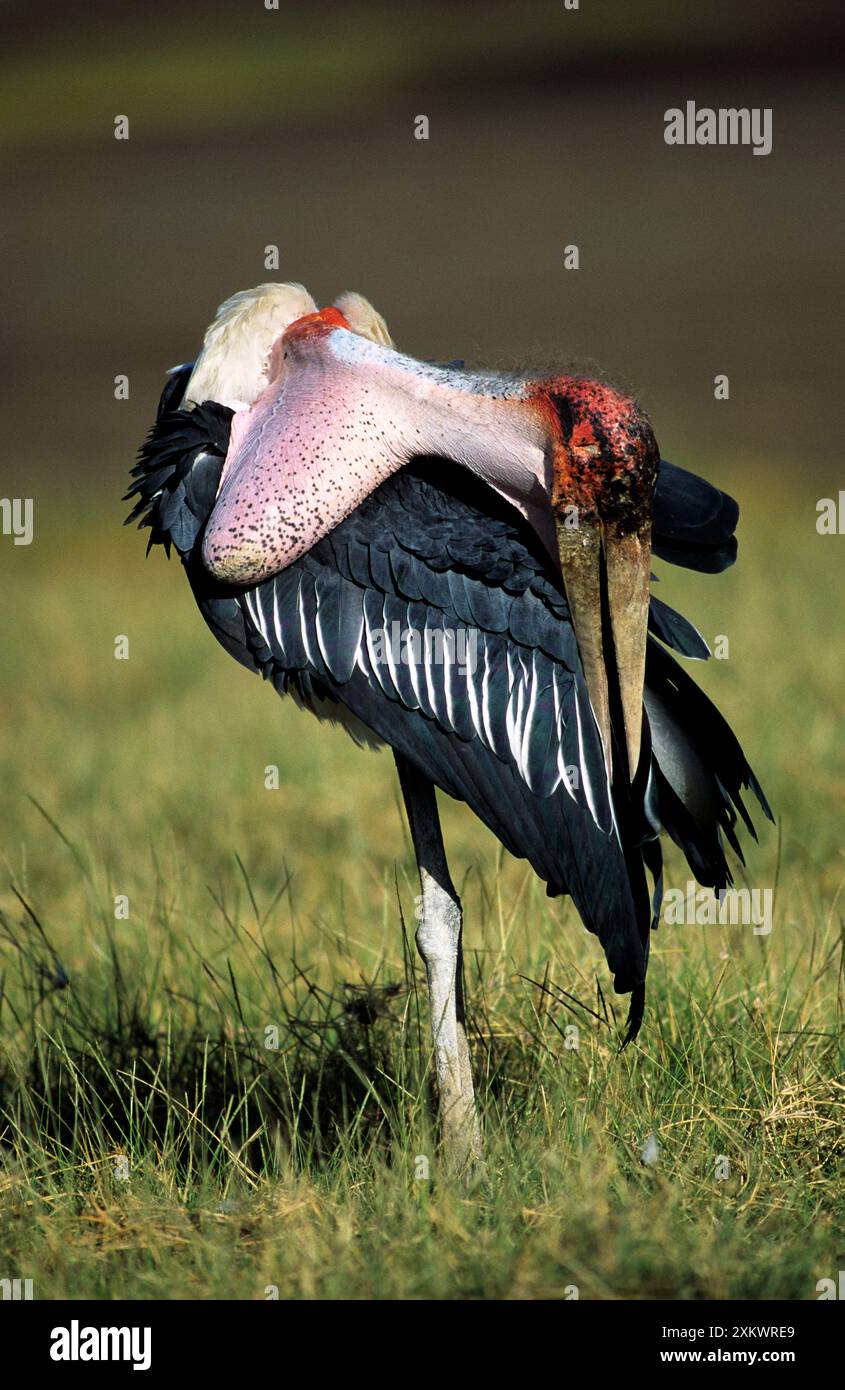 Marabou Storks Stockfoto