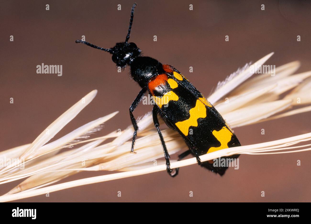 Blisterkäfer – Warnfarben Stockfoto