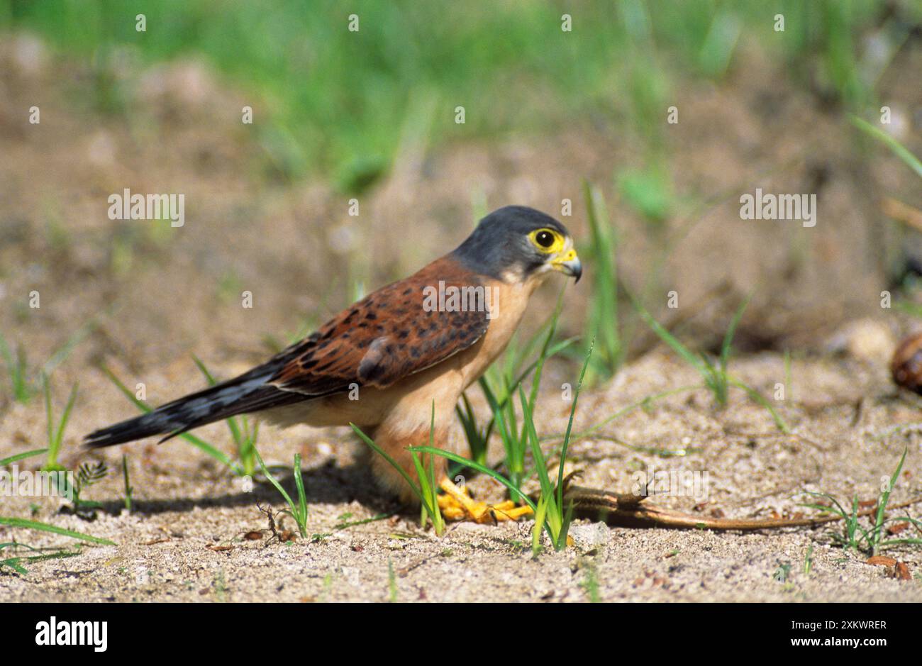 SEYCHELLEN KESTREL - mit Eidechsenbeute Stockfoto