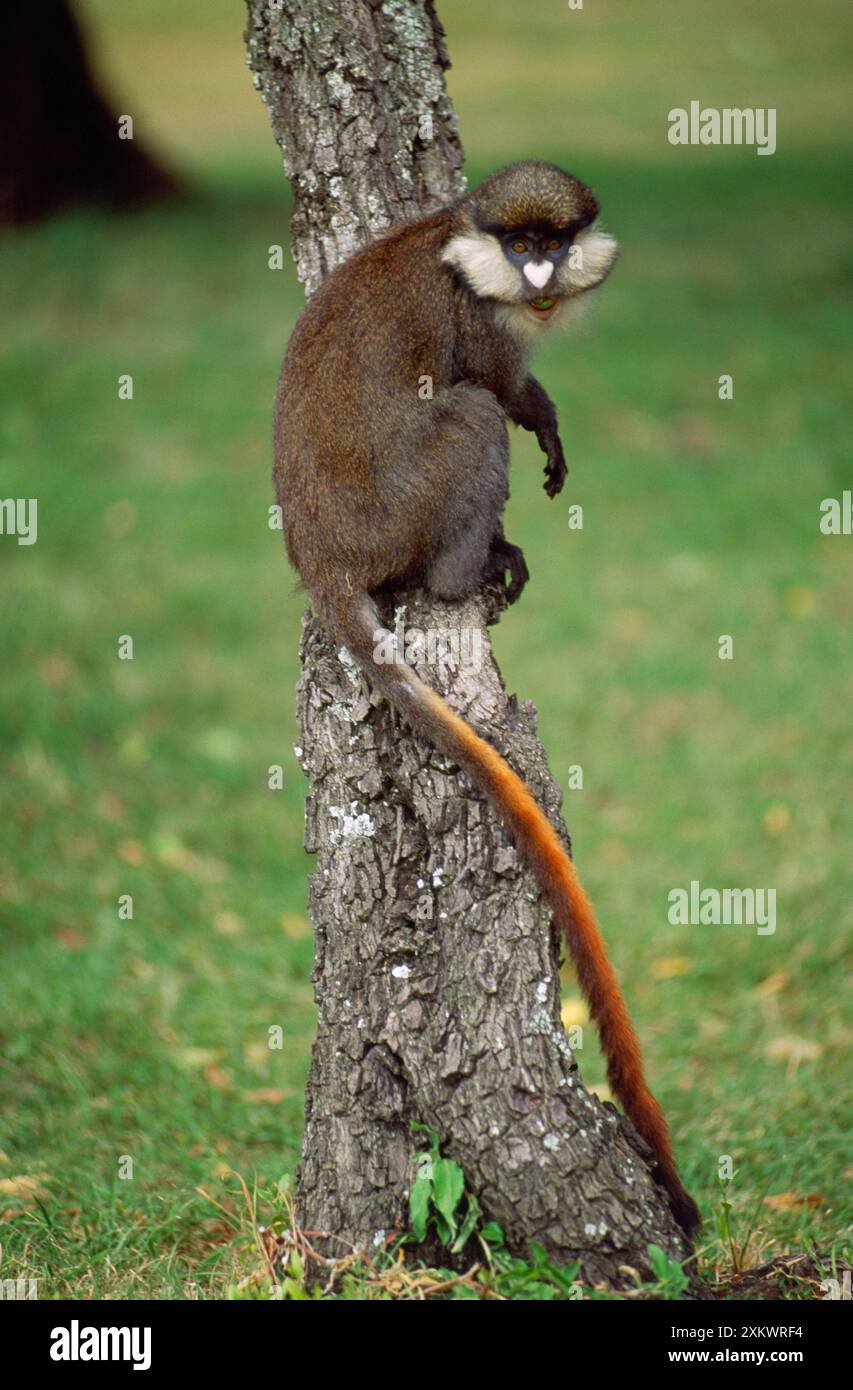 Rotschwanzaffen / Schmidts Guenon / Schmidts Stockfoto