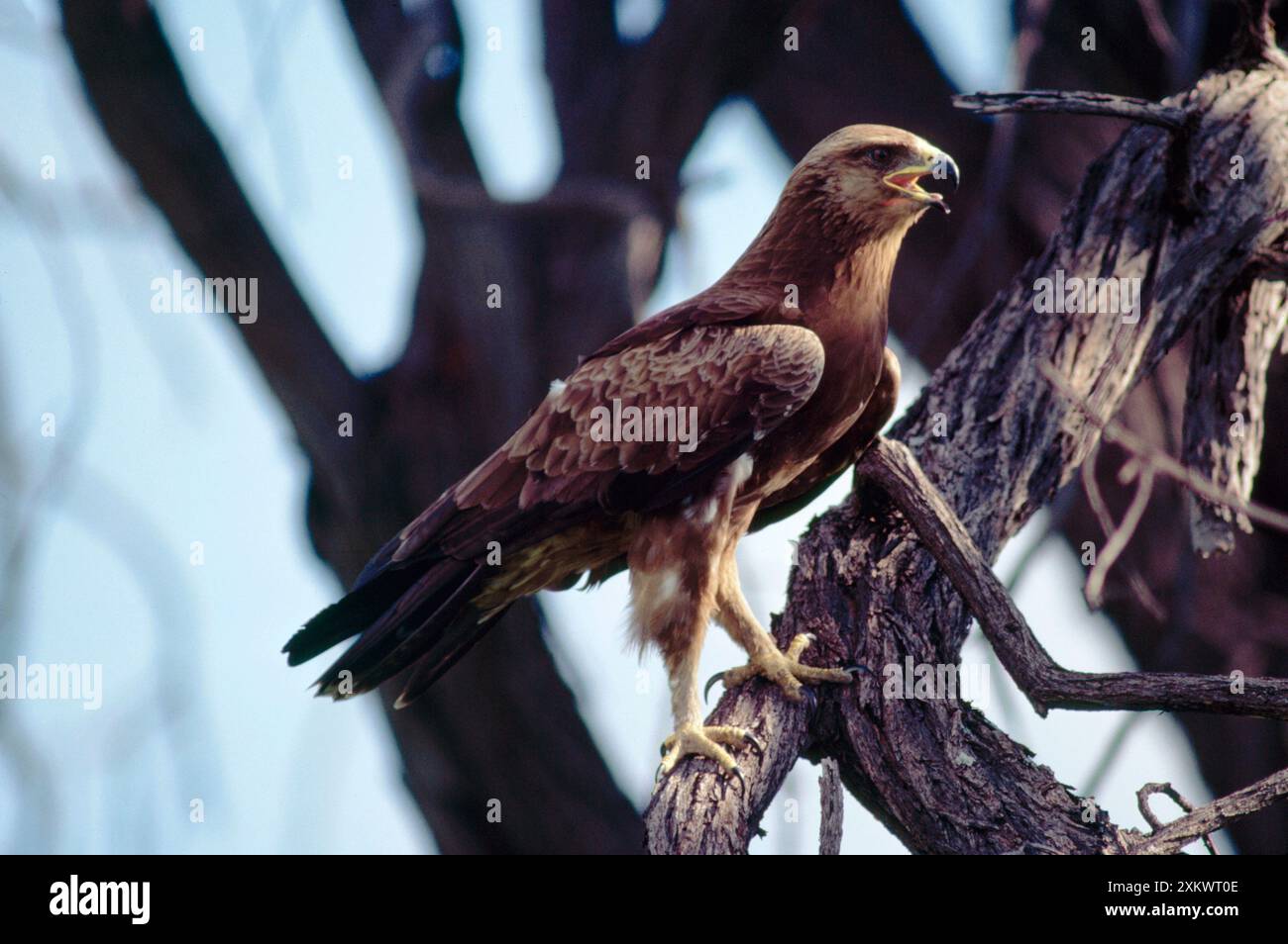 Kleiner gepunkteter EAGLE - im Baum Stockfoto