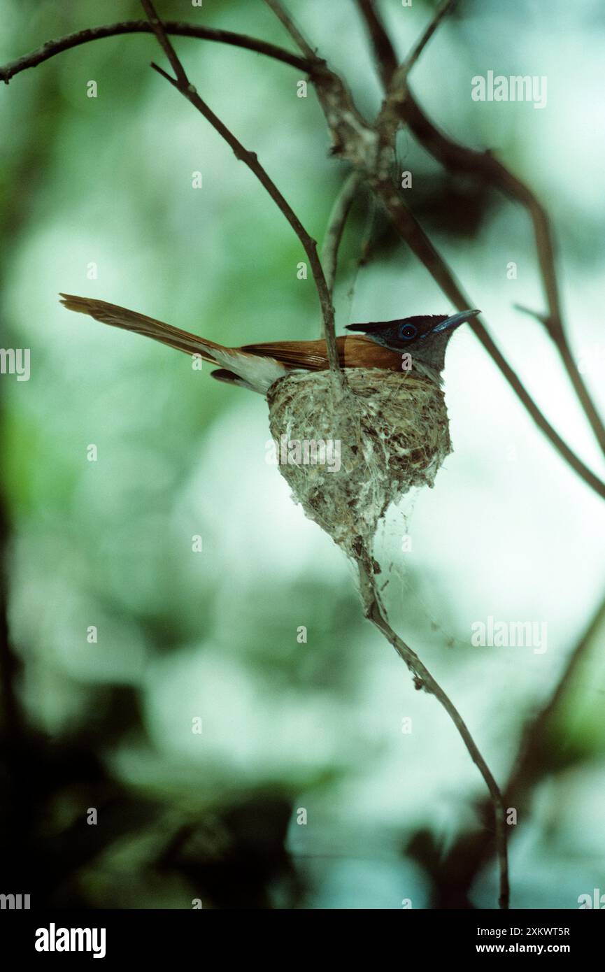 ASIATISCHES PARADIES FLIEGENFÄNGER - NEST Stockfoto