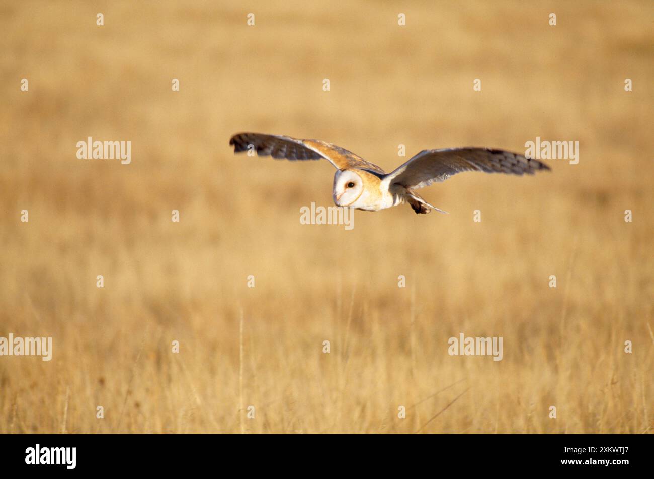 SCHEUNE OWL - IM FLUG TIEF Stockfoto