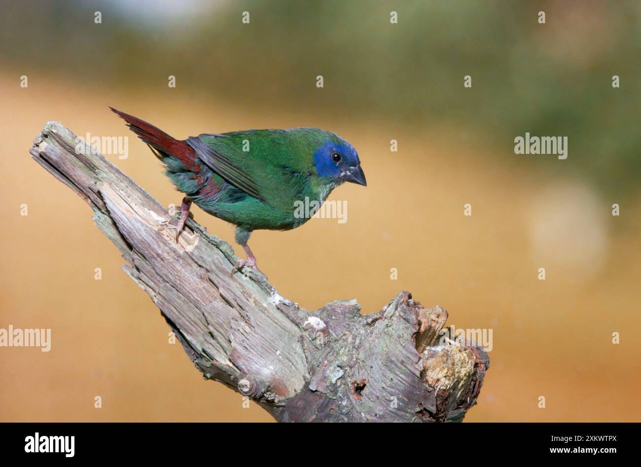 Dreifarbig / Blaukopf / Blaukopf Papageienfinke Stockfoto